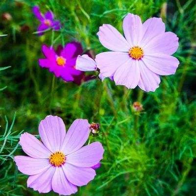 乐发ll的官方网站